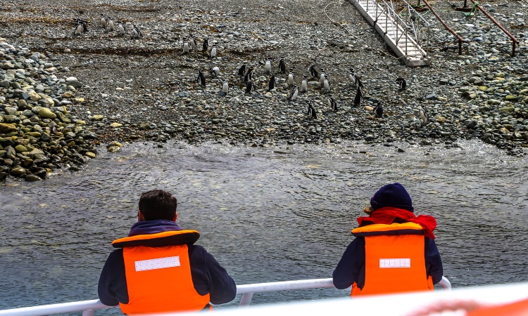 Punta Arenas: Penguin Colony Navigation Magdalena Island
